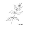 Coffee branch sketch. Art botanic ink hand drawn design element leaves fruit monochrome outline for web, for print